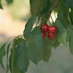ヴィラ Tuttialtrullo マルティナ・フランカ